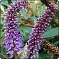 Purple Flowering Hebe