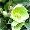 Hellebore