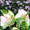 Spring Treasures