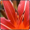 Hemerocallis
