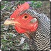 My New Chooks