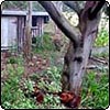 Hen House Trees