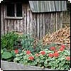 Trough Pelargoniums