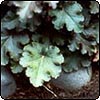 Heuchera Leaves