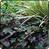 Heuchera & Astelia