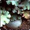 Heuchera