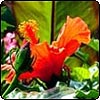 Hibiscus & Hardy Banana