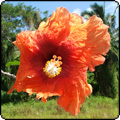 2011 October in Rarotonga - 1