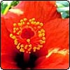 Red Hibiscus Flower