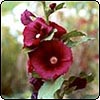 Hollyhock