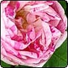  Honorine de Brabant Striped Rose 