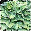 Hosta in Springtime