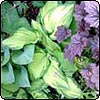 Hostas with Heuchera
