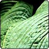 Hosta Leaf