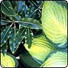 Hosta with Lemonwood