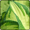 More Hostas