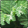 Gunnera