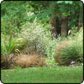  The Hump Garden 