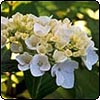 White Hydrangea