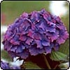  Hydrangea Flower 