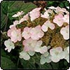  Oak-Leaved Hydrangea 
