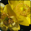Summer Hypericum