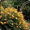  Yellow Hypericum Flowers 