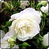 Iceberg Rose