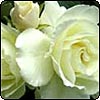  Iceberg Rose 