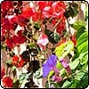 Purple Climbing Ipomoea
