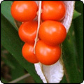  2010 June Week 1 - More 