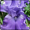 Blue Iris