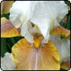 Big Bearded Iris Competition