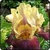  Spring Garden Iris 