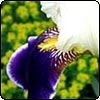  Big Bearded Irises 