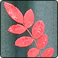 May Week 1 - Yet More