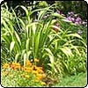  The Island Bed 