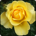 Ivey Hall Rose (Golden Smiles)