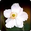 Japanese Anenome