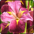 Visit to an Iris Nursery