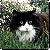  Jeremy Cat 