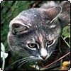 Jerome Cat