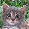 Moosey News : March 2007
