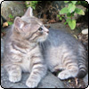  Kitten in the Woodshed 