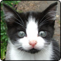  Little Mac the Black and White Kitten 