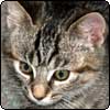  Histeria the Tabby 