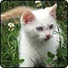 Designer Kittens