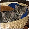 My Foster Kittens