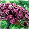 Korean Angelica