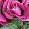 Kronenburg Rose